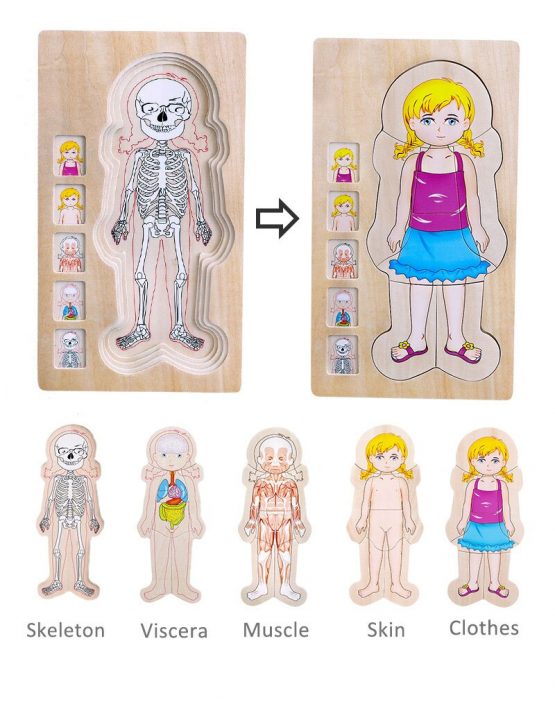 puzzle in straturi corpul uman onshine anatomie6 555x702 1