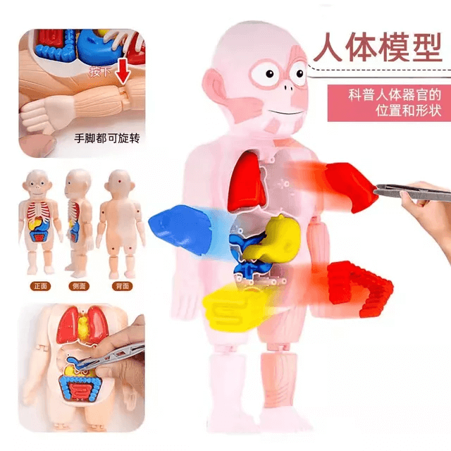 joc de anatomie corpul uman 1