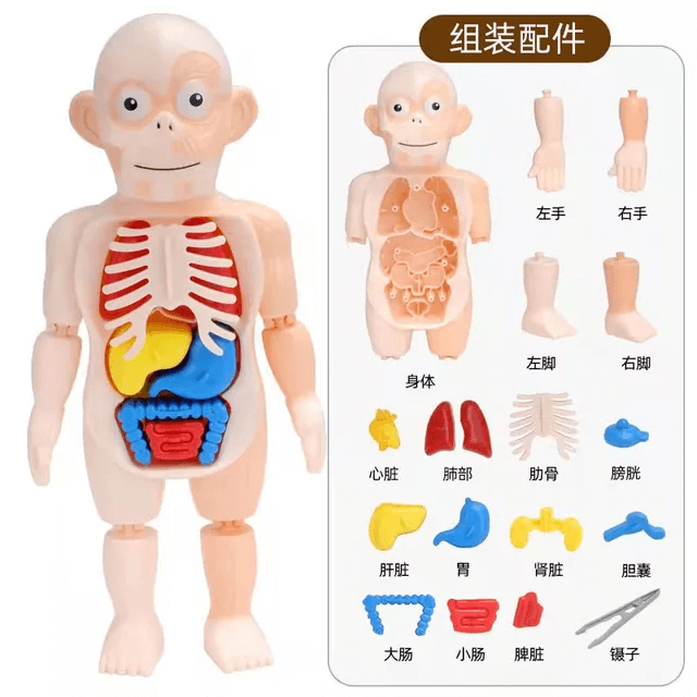 joc de anatomie corpul uman 2