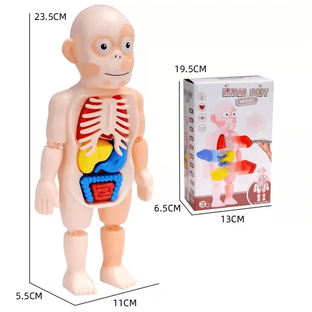 joc de anatomie corpul uman 3