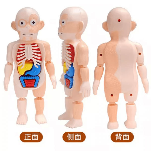joc de anatomie corpul uman 4