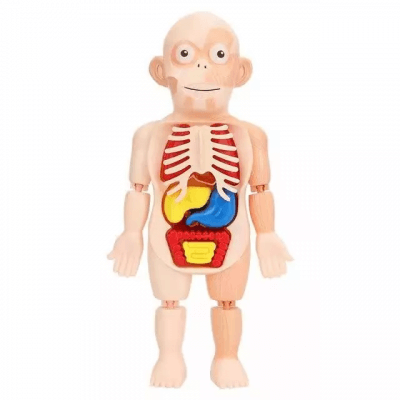 joc de anatomie corpul uman