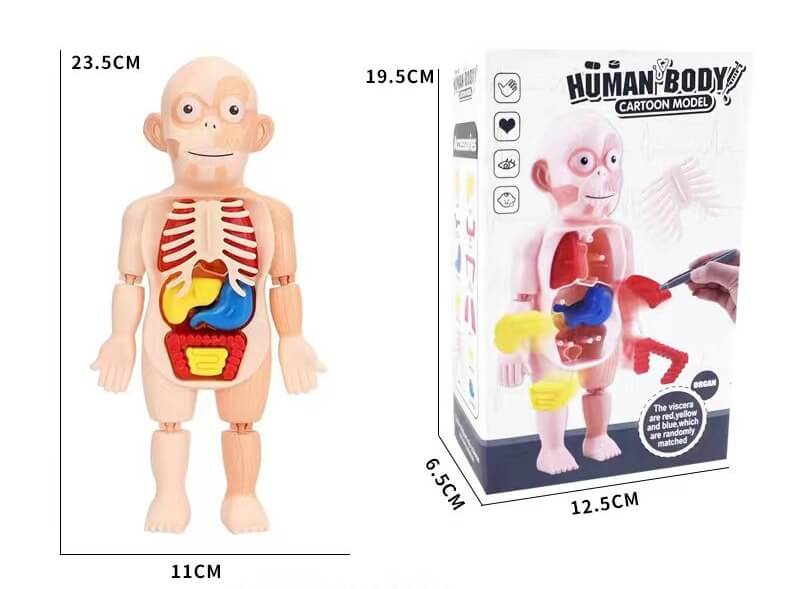 joc de anatomie corpul uman 5