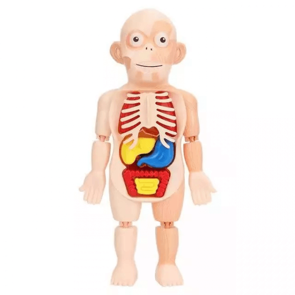 joc de anatomie corpul uman